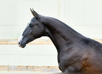 Akhal-Teke, Stallion, 4 years, 16 hh