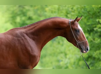 Akhal-Teke, Stallion, 6 years, 16 hh, Brown