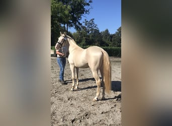 Akhal-Teke, Stallion, 6 years, Perlino