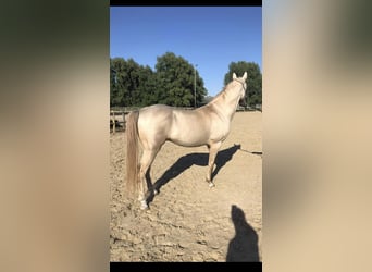 Akhal-Teke, Stallion, 6 years, Perlino