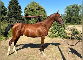 Akhal-Teke, Stallion, 7 years, 16 hh, Bay