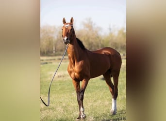 Akhal-Teke, Stallion, 7 years, 16 hh, Brown-Light