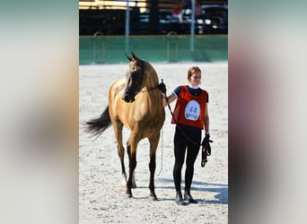 Akhal-Teke, Stallion, 8 years, Buckskin