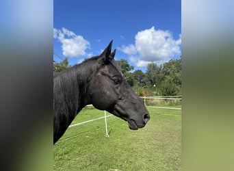 Akhal-Teke, Stallion, 9 years, 15.1 hh, Black