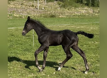 Akhal-Teke, Stallion, , 16 hh, Black