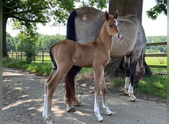 Akhal-Teke, Stallion, , Red Dun