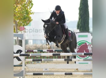 Akhal-Teke, Stallone, 13 Anni, 165 cm, Morello