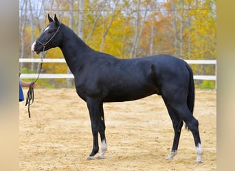 Akhal-Teke, Stallone, 13 Anni, 165 cm, Morello