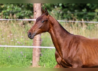 Akhal-Teke, Stallone, 1 Anno, 148 cm, Baio scuro