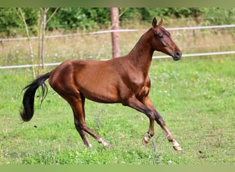 Akhal-Teke, Stallone, 1 Anno, 148 cm, Baio scuro