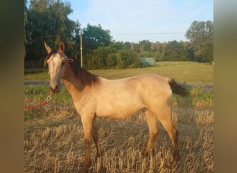 Akhal-Teke, Stallone, 1 Anno, 160 cm, Pelle di daino