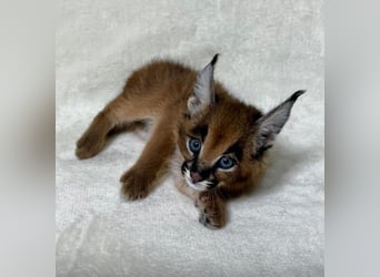 Akhal-Teke Mix, Stallone, 1 Anno, Baio