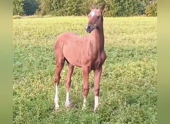 Akhal-Teke, Stallone, 1 Anno, Baio chiaro