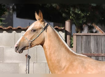 Akhal-Teke, Stallone, 1 Anno, Pelle di daino