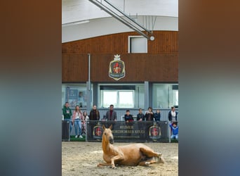 Akhal-Teke, Stallone, 2 Anni, Falbo
