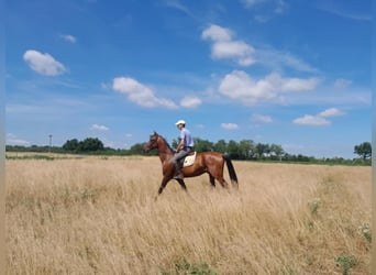 Akhal-Teke, Stallone, 5 Anni, 170 cm, Baio