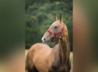 Akhal-Teke, Stallone, 8 Anni, 165 cm, Pelle di daino