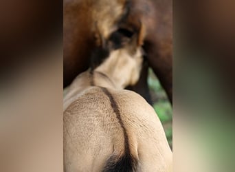 Akhal-Teke, Stallone, Puledri
 (04/2023), Pelle di daino