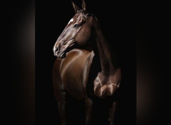 Akhal-Teke, Valack, 19 år, 157 cm, Rökfärgad svart