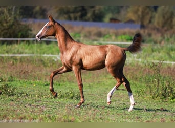 Akhal-Teke, Yegua, 1 año, 143 cm