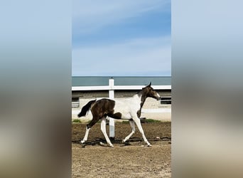 Akhal-Teke Mestizo, Yegua, 1 año, Pío