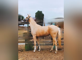 Akhal-Teke, Yegua, 2 años, 155 cm, Palomino