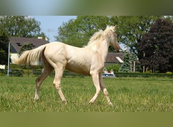 Akhal-Teke, Yegua, 2 años, 158 cm, Cremello