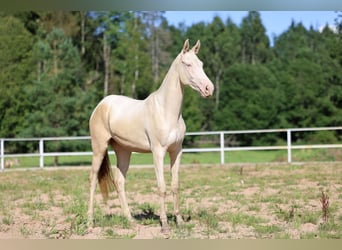 Akhal-Teke, Yegua, 2 años, 158 cm, Cremello