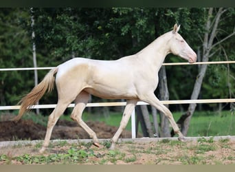 Akhal-Teke, Yegua, 2 años, 158 cm, Cremello