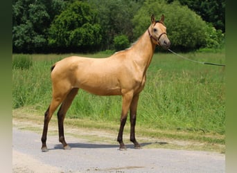 Akhal-Teke, Yegua, 3 años, 150 cm, Buckskin/Bayo