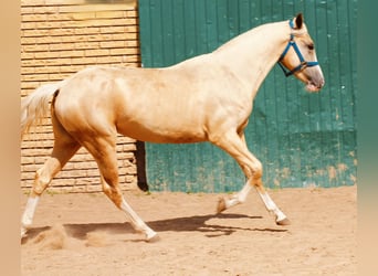 Akhal-Teke, Yegua, 3 años, 155 cm, Palomino