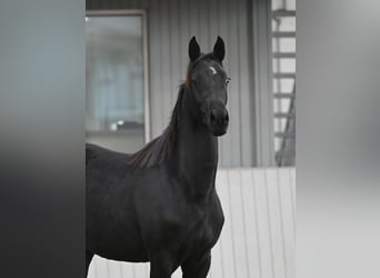 Akhal-Teke Mestizo, Yegua, 3 años, 156 cm, Negro