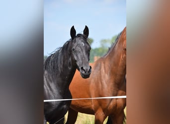 Akhal-Teke Mestizo, Yegua, 3 años, 158 cm, Negro