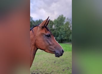 Akhal-Teke Mestizo, Yegua, 3 años, 160 cm, Castaño claro