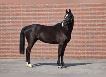 Akhal-Teke Mestizo, Yegua, 3 años, 162 cm, Negro
