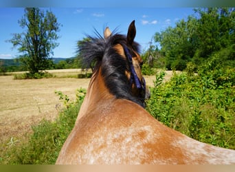 Akhal-Teke Mestizo, Yegua, 6 años, 155 cm, Ruano alazán