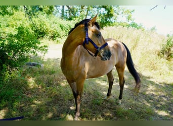 Akhal-Teke Mestizo, Yegua, 6 años, 155 cm, Ruano alazán