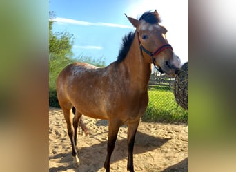 Akhal-Teke Mestizo, Yegua, 6 años, 155 cm, Ruano alazán