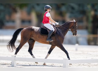 Akhal-Teke, Yegua, 6 años, 157 cm, Castaño rojizo