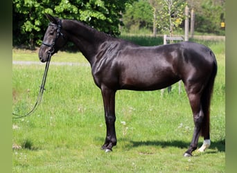 Akhal-Teke, Yegua, 6 años, 162 cm, Negro