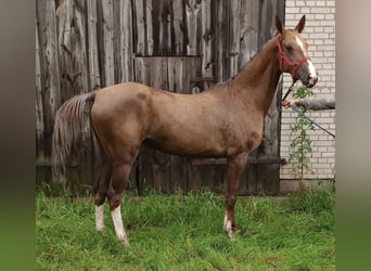 Akhal-Teke, Yegua, 7 años, 160 cm, Palomino