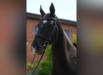 Akhal-Teke, Yegua, 7 años, 161 cm, Negro