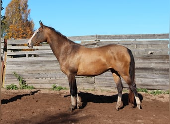 Akhal-Teke, Yegua, 9 años, 156 cm, Buckskin/Bayo
