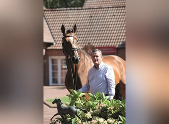 Hannoveraner, Hengst, 22 Jahre, 172 cm, Brauner