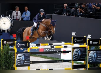 Hannoveraner, Hengst, 22 Jahre, 172 cm, Brauner