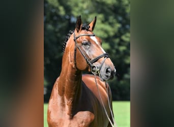 Hanoverian, Stallion, 22 years, 16,3 hh, Brown