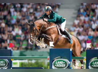 Hanoverian, Stallion, 22 years, 16,3 hh, Brown