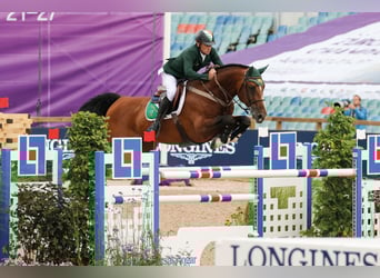 Hanoverian, Stallion, 22 years, 16,3 hh, Brown