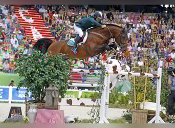 Hanoverian, Stallion, 22 years, 16,3 hh, Brown