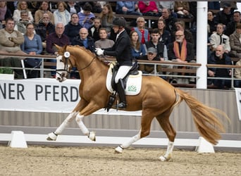 Trakehner, Stallion, 4 years, 16,1 hh, Chestnut-Red